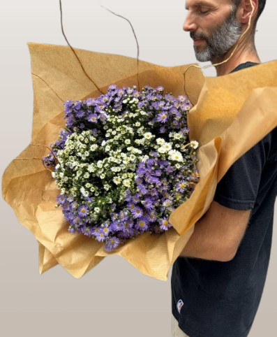 Aster Breeze